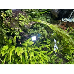 Đèn Led WRGB Aqua Blue S6