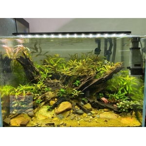 Đèn Led 5 Hàng Quanlong Siêu Sáng Đổi Màu 80cm