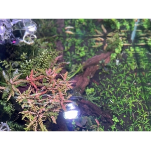 Đèn Led rọi WRGB+UV Kaokui-07 60W