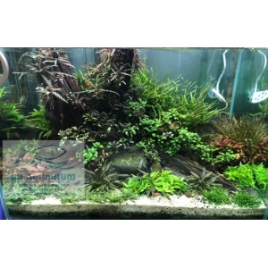 Đèn RGB AquaBlue DEE-818 dành cho bể 45cm- 55cm