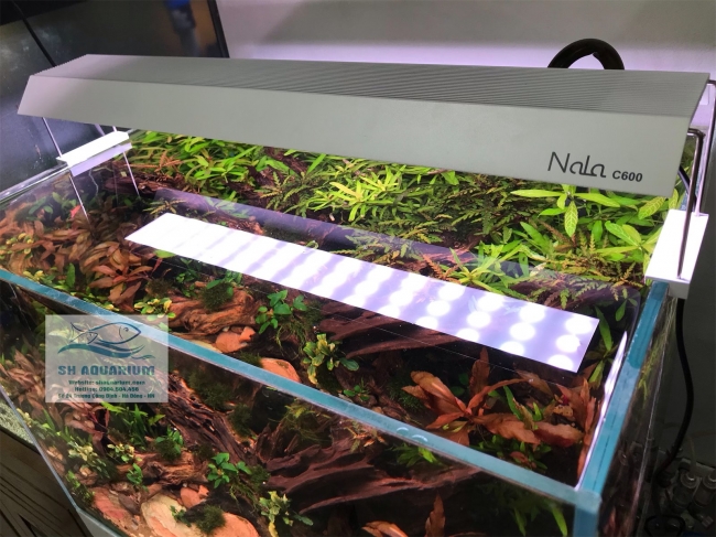 Đèn RGB Nala C900 thế hệ mới
