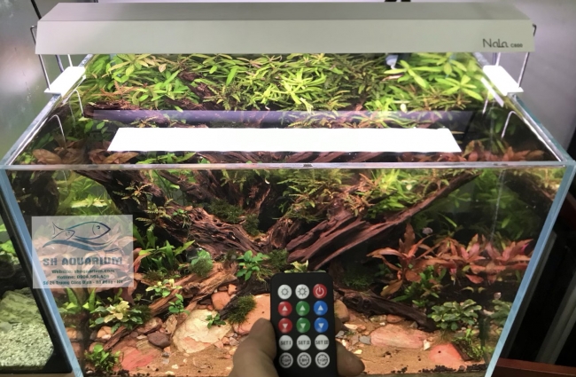 Đèn RGB Nala C900 thế hệ mới