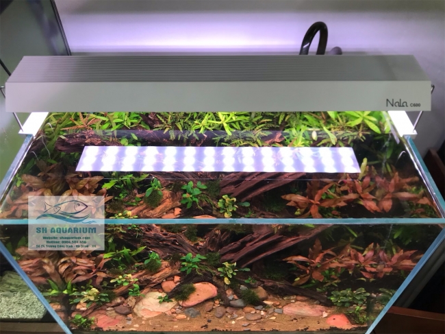 Đèn RGB Nala C900 thế hệ mới