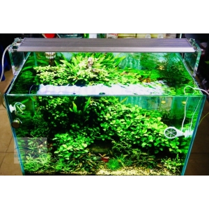 ĐÈN WEEK AQUA M600 PRO