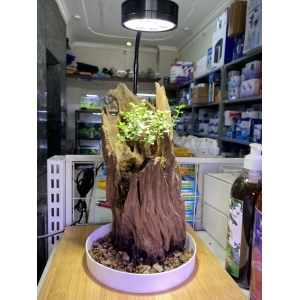 Đèn Đế Gỗ 7W