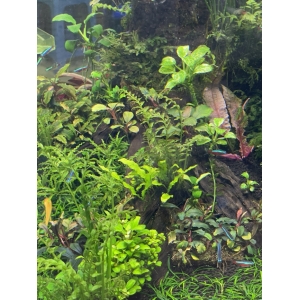 Phân nền Tropica Soil 9lit