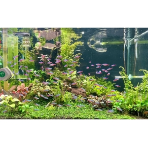 Phân nền Tropica Soil 9lit