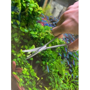 Kéo tỉa cây thuỷ sinh chất liệu inox không gỉ, mũi cong dễ thao tác 16cm